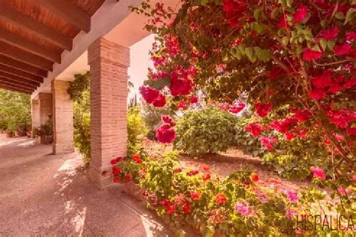 Rose, 20 — Escort in Penaflor, Spain