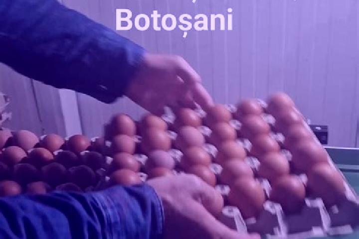 Rose, 21 — Escort in Catamaresti, Romania