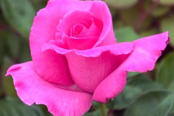 Rose, 23 — Escort in Altorf, France