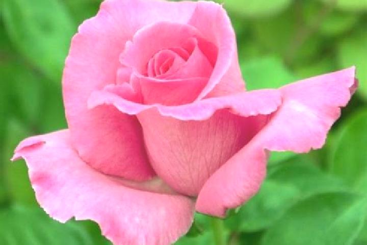Rose, 23 — Escort in Blacqueville, France