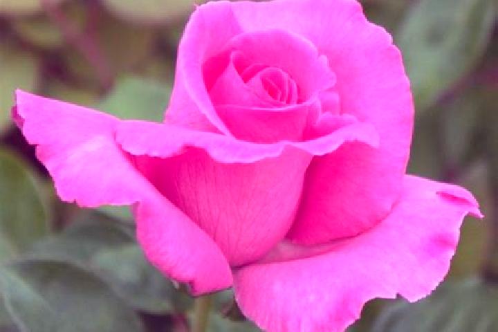 Rose, 23 — Escort in Don Valley, Australia