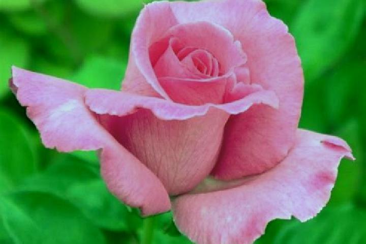 Rose, 23 — Escort in Guarei, Brazil