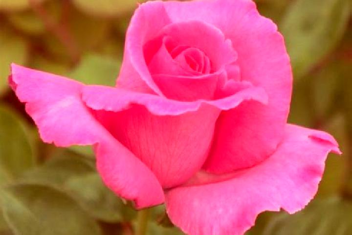 Rose, 23 — Escort in Jistebnik, Czech Republic