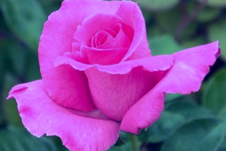 Rose, 23 — Escort in Kanbara, Japan