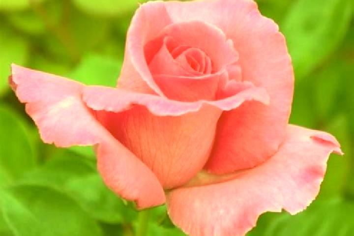 Rose, 23 — Escort in Karbach, Germany