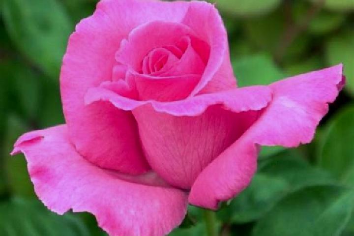 Rose, 23 — Escort in Kolt, Denmark