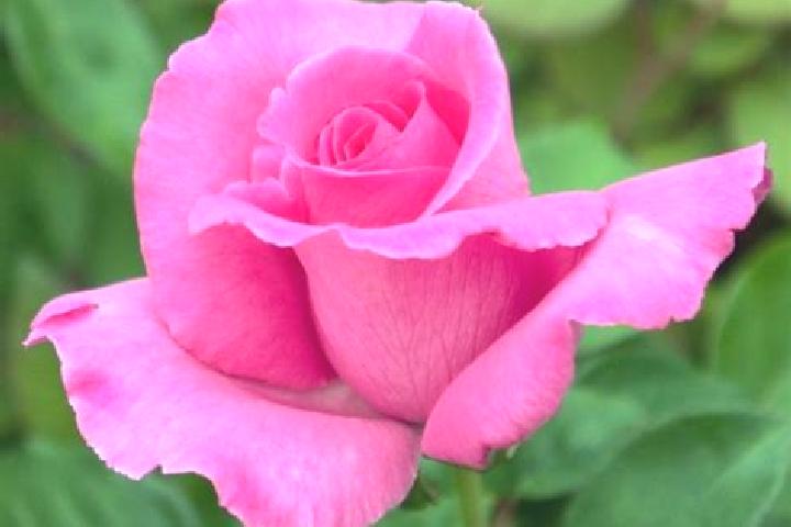 Rose, 23 — Escort in Montrottier, France