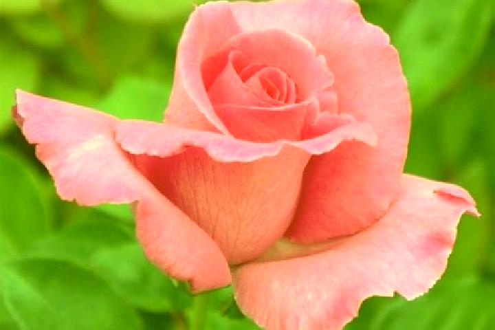 Rose, 23 — Escort in Oreavu, Romania