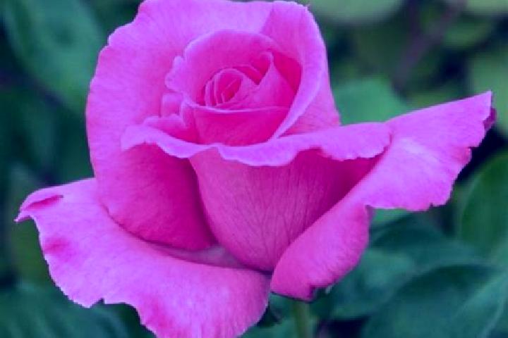 Rose, 23 — Escort in Praslavice, Czech Republic