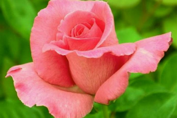 Rose, 23 — Escort in Ravine, United States
