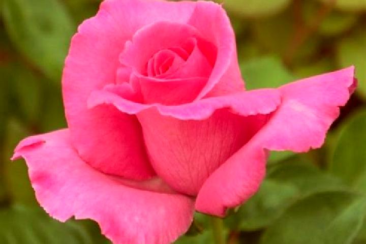 Rose, 23 — Escort in Sauzal, Spain