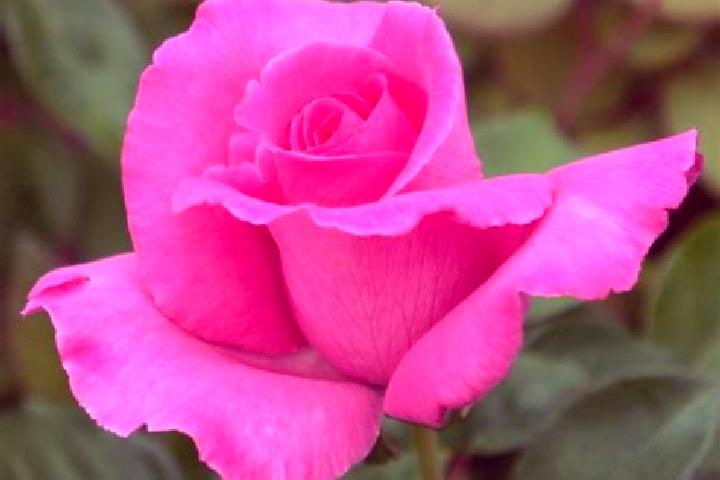 Rose, 23 — Escort in Sharivka, Ukraine