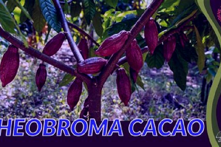 Rose, 23 — Escort in Theobroma, Brazil