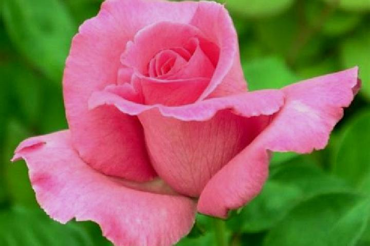 Rose, 23 — Escort in Treubach, Austria