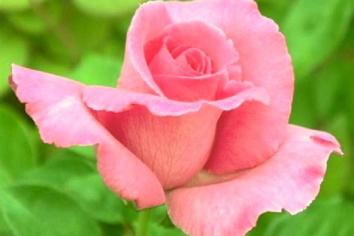 Rose, 23 — Escort in Ulucak, Turkey