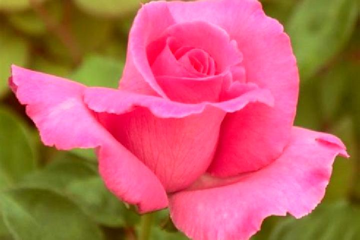 Rose, 23 — Escort in Victoria, Chile