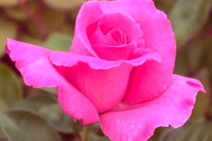 Rose, 23 — Escort in Voulx, France