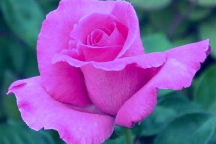 Rose, 23 — Escort in Waldo, United States