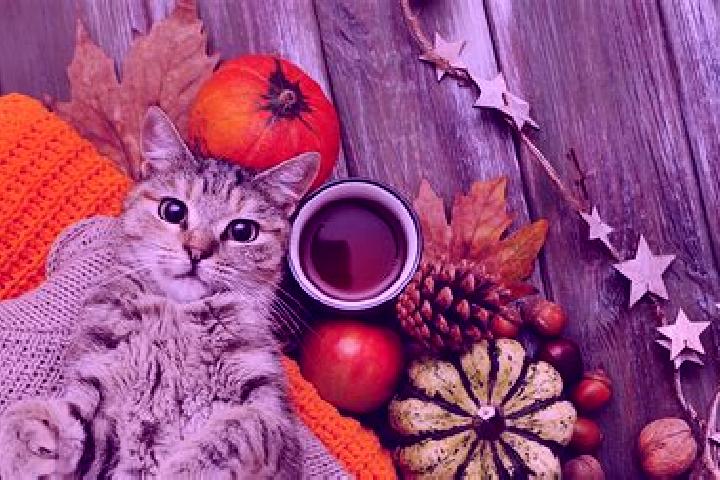 Rose, 24 — Escort in Cat, Turkey