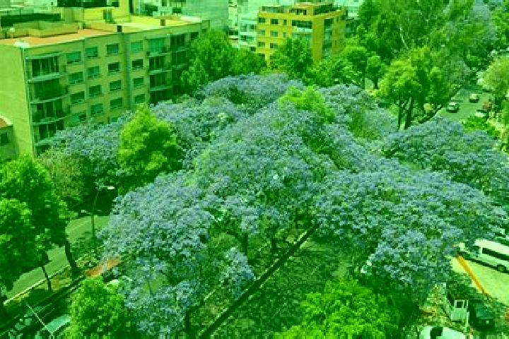 Rose, 27 — Escort in Las Jacarandas, Mexico