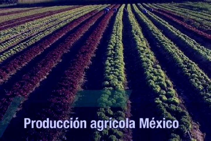 Rose, 28 — Escort in Las Mercedes [Agropecuaria], Mexico