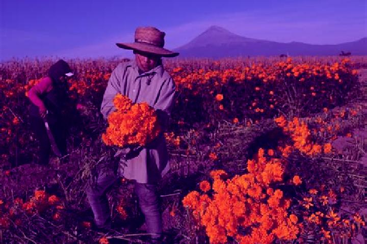 Rose, 28 — Escort in Tepetzingo, Mexico