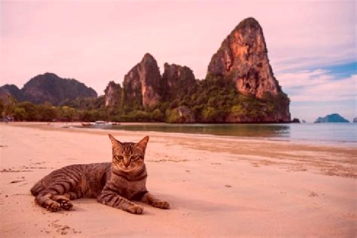 Rose, 30, a blonde grey-eyed caucasian companion based in Bonneau Beach. Offering Massage, Travel Companion, Fetish, CIM. Available for incall and outcall, d...
