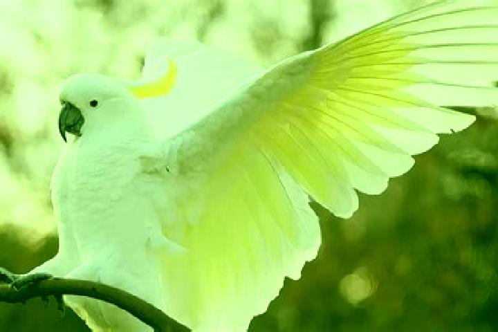 Rose, 30 — Escort in Cockatoo, Australia