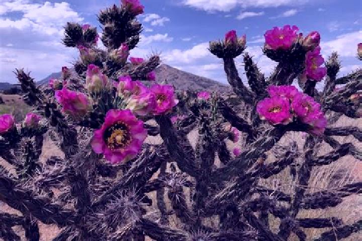 Rose, 30 — Escort in San Gabriel Chilac, Mexico