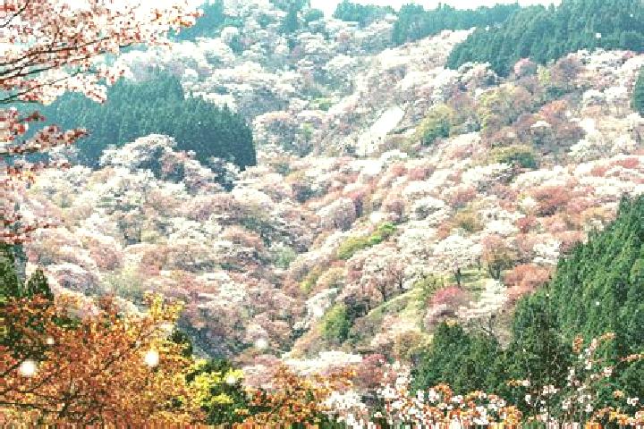 Rose, 31 — Escort in Settsu, Japan