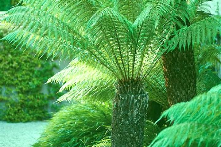 Rose, 33 — Escort in Fern Tree, Australia