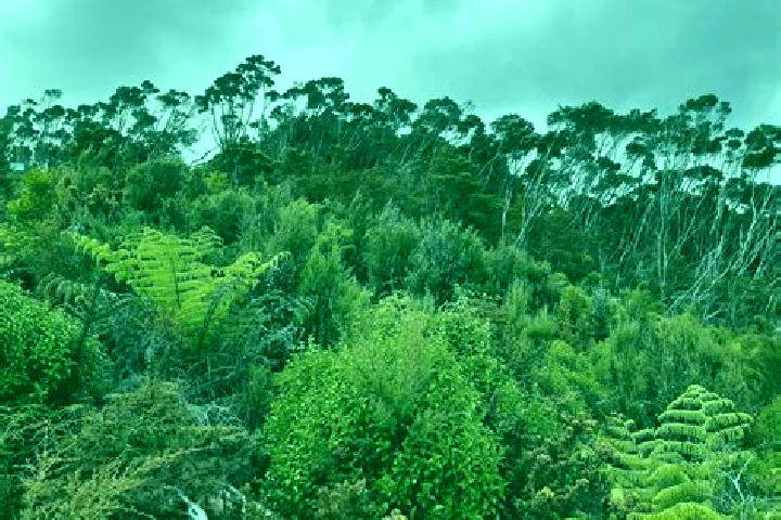 Rose, 34 — Escort in Halfway Bush, New Zealand