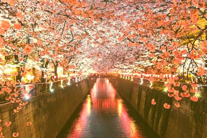 Rose, 34 — Escort in Sakura, Japan
