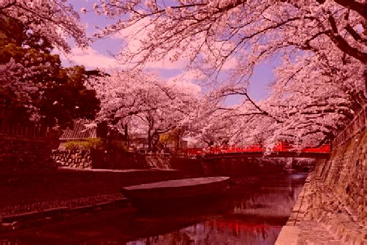 Rose, 35 — Escort in Ogaki, Japan