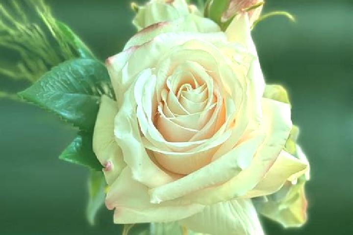 Rose, 35 — Escort in Vase, Slovenia