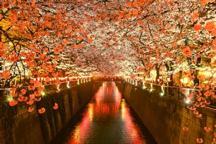Rose, 36 — Escort in Shimoikehara, Japan