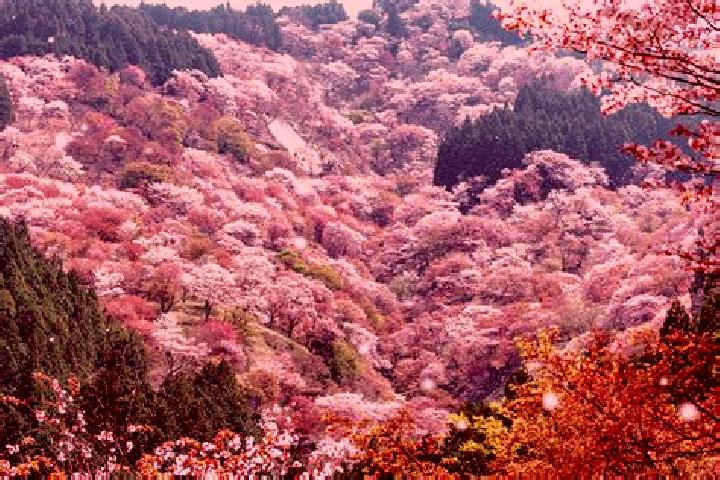 Rose, 37 — Escort in Settsu, Japan