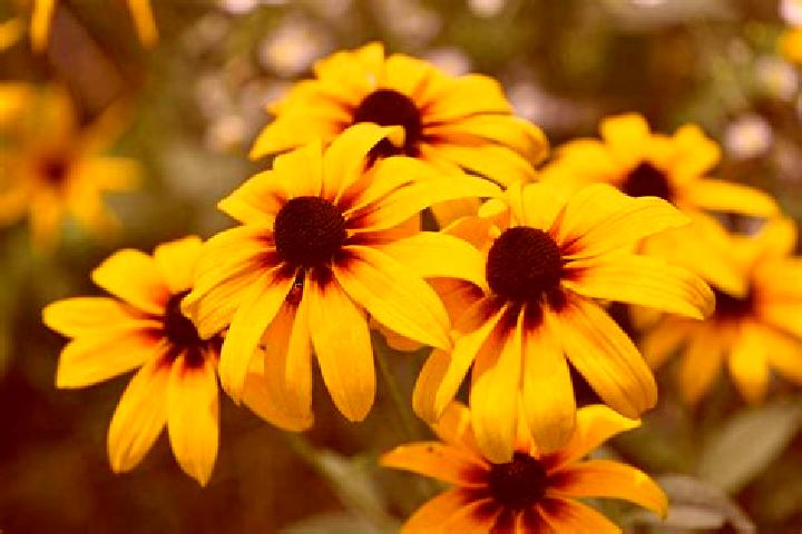 Rose, 39, a black blue-eyed slavic companion based in Maduran. Offering Travel Companion, Overnight, 69, Girlfriend Experience. Available for incall and outc...