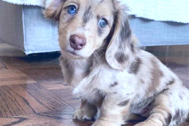Ruby, 24, a chestnut blue-eyed mixed companion based in Tamboril do Piaui. Offering CIM, GFE, Couples. Available for incall and outcall, overnight bookings a...