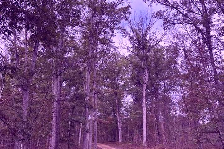 Ruby, 30 — Escort in Central Forest Park, United States