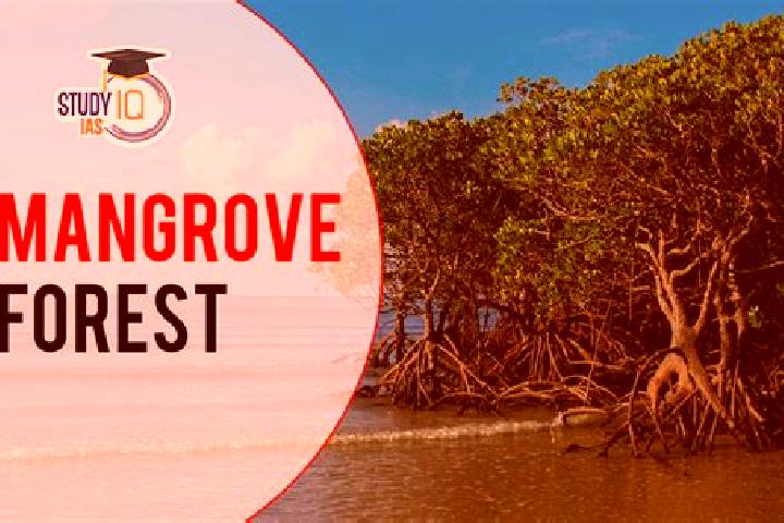 Ruby, 31 — Escort in Mangrove Bay, China