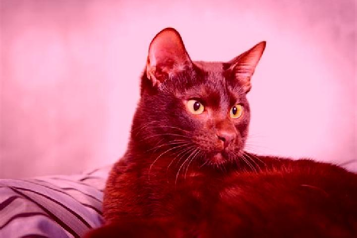 Ruby, 33, a black brown-eyed european companion based in Santa Apolonia. Offering CIM, Deep French Kissing, Tantra, OWO, Domination. Available for incall and...