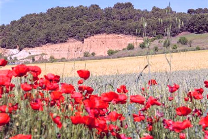 Ruby, 33 — Escort in Fuente el Sol, Spain