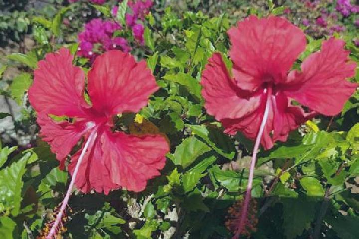 Ruby, 34 — Escort in El Flor, Panama