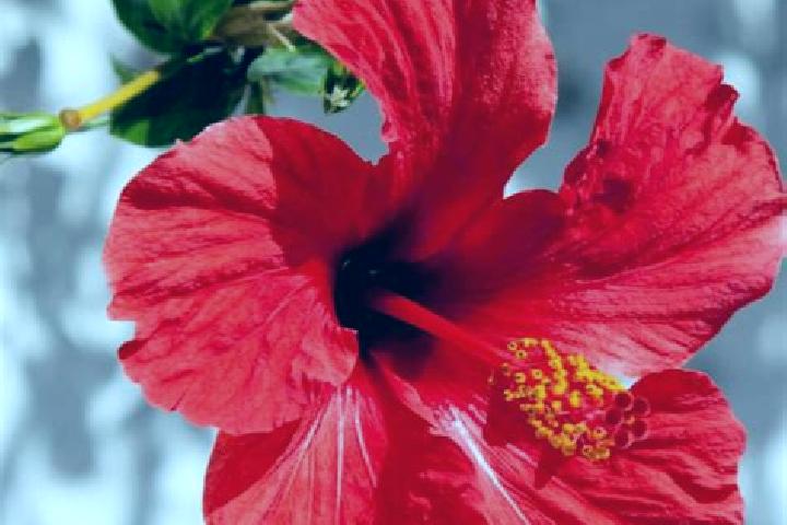 Ruby, 37 — Escort in Cerrito de Rojas, Mexico