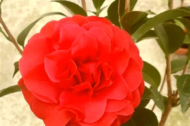 Ruby, 39 — Escort in Camelia Roja, Mexico