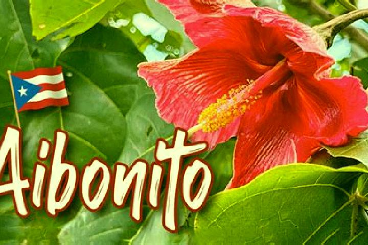 Sadie, 21 — Escort in Aibonito, Puerto Rico