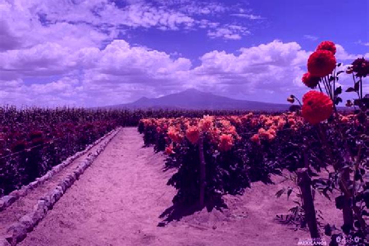 Sadie, 26 — Escort in Guadalupito las Dalias, Mexico