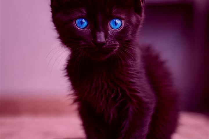 Sadie, 28, a black blue-eyed caribbean companion based in Corunna. Offering Couples, Tantra, BDSM, Duos. Available for incall and outcall, overnight bookings...