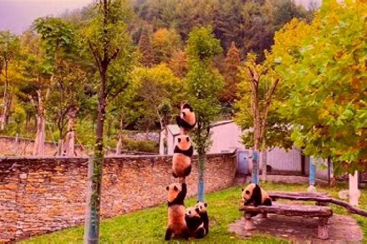 Sadie, 29 — Escort in Wolong, China